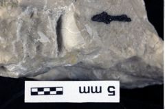 Foto (Detailansicht) von Ambulocapsa altilis (Robins, 2013) (NHMW-GEO-1990-0041-0497)